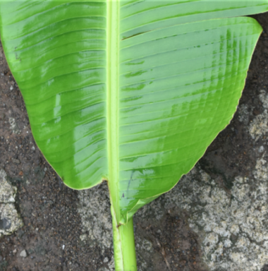 Lamina base equality and base shape